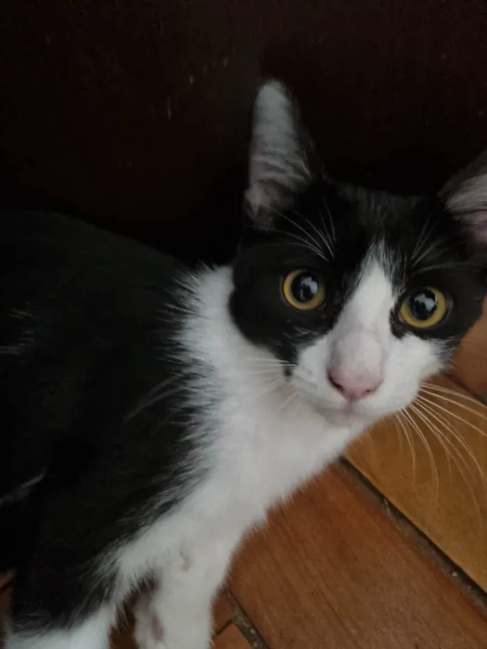 Gato ra a SRD-ViraLata idade 2 a 6 meses nome Frajola Xuxu 