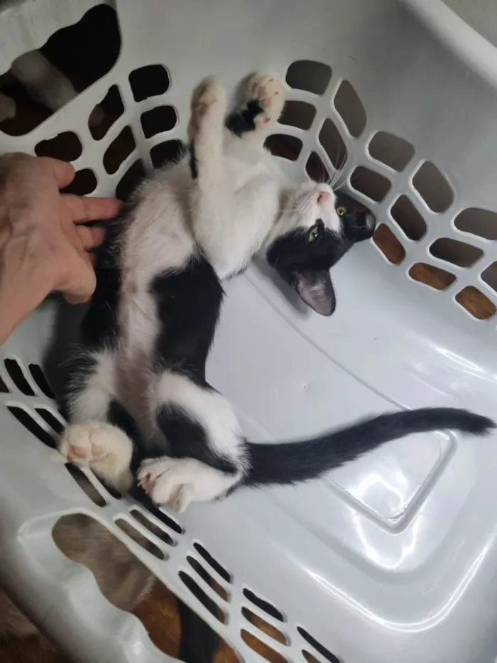 Gato ra a SRD-ViraLata idade 2 a 6 meses nome Frajola Xuxu 