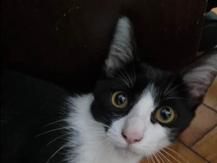 Gato ra a SRD-ViraLata idade 2 a 6 meses nome Frajola Xuxu 