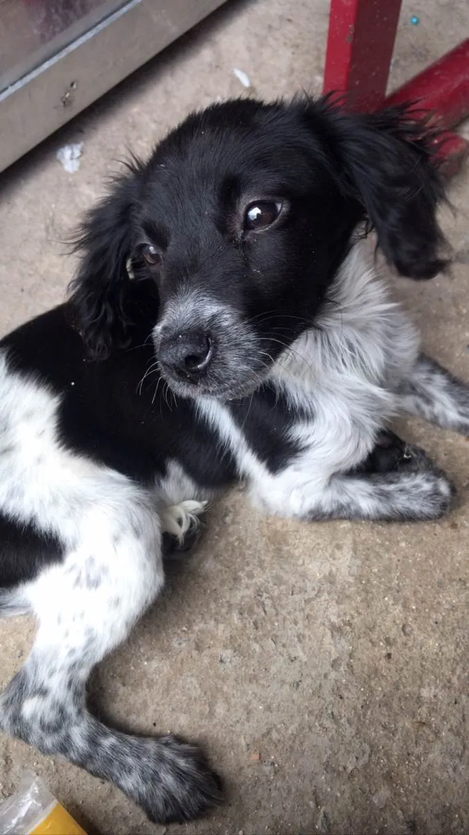 Cachorro ra a SRD-ViraLata idade 2 a 6 meses nome Pandora/Lupita