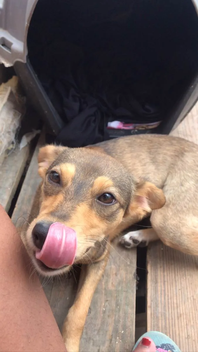 Cachorro ra a SRD-ViraLata idade 2 a 6 meses nome Pandora/Lupita