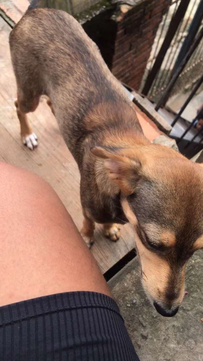 Cachorro ra a SRD-ViraLata idade 2 a 6 meses nome Pandora/Lupita