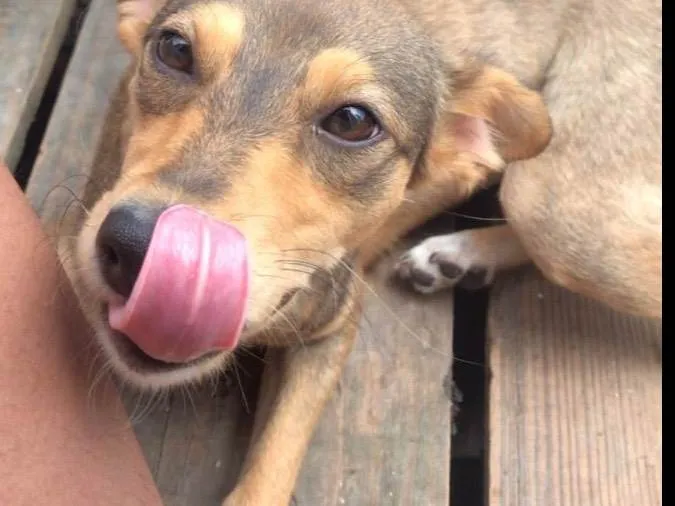 Cachorro ra a SRD-ViraLata idade 2 a 6 meses nome Pandora/Lupita