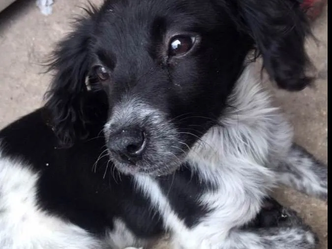 Cachorro ra a SRD-ViraLata idade 2 a 6 meses nome Pandora/Lupita