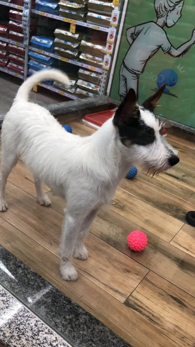 Cachorro raça SRD-ViraLata idade 7 a 11 meses nome Nala