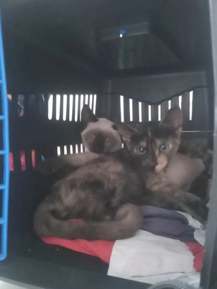 Gato raça SRD-ViraLata idade 2 a 6 meses nome Sansão e Hella