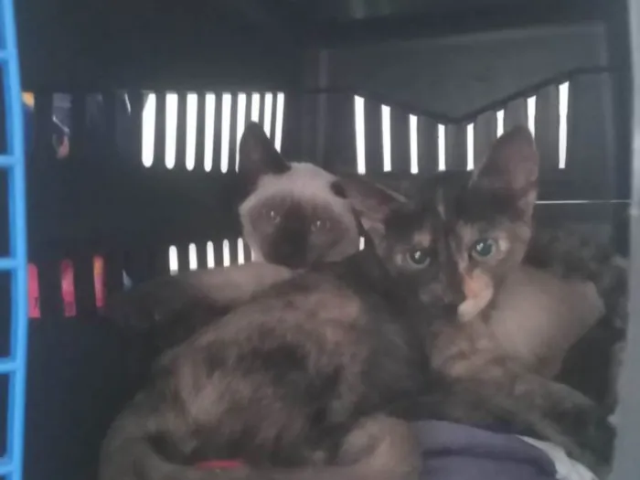 Gato raça SRD-ViraLata idade 2 a 6 meses nome Sansão e Hella