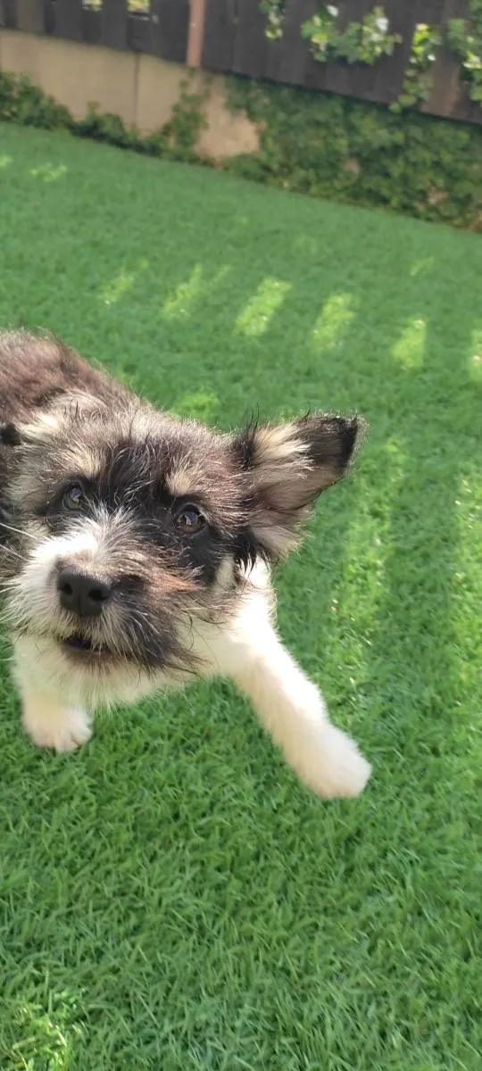 Cachorro raça Fox Terrier idade 7 a 11 meses nome Jonh