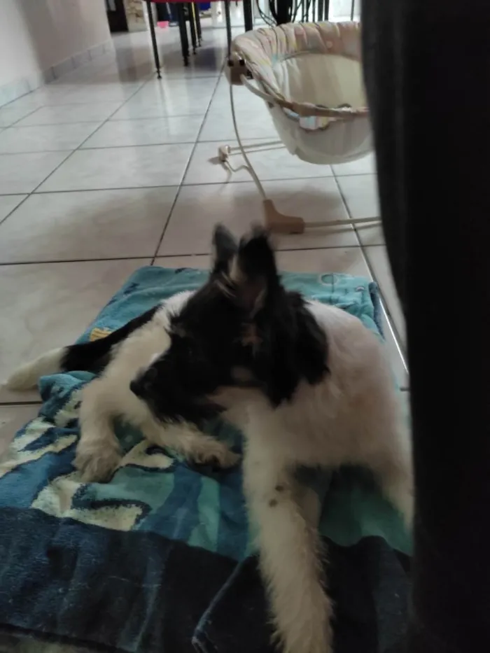 Cachorro raça Fox Terrier idade 7 a 11 meses nome Jonh