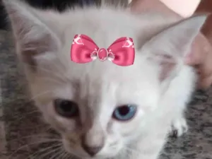 Gato raça Mestica  idade 2 a 6 meses nome Lua 
