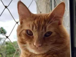 Gato raça SRD-ViraLata idade 2 anos nome Janjão
