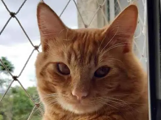 Gato ra a SRD-ViraLata idade 2 anos nome Janjão
