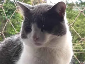 Gato raça SRD-ViraLata idade 2 anos nome Grey