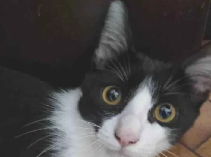 Gato ra a SRD-ViraLata idade 2 a 6 meses nome Frajola Xuxu 