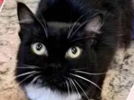 Gato raça Srd idade 1 ano nome Frajola