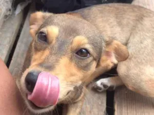 Cachorro raça SRD-ViraLata idade 2 a 6 meses nome Pandora/Lupita