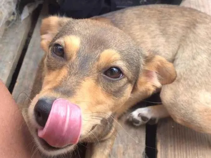 Cachorro ra a SRD-ViraLata idade 2 a 6 meses nome Pandora/Lupita