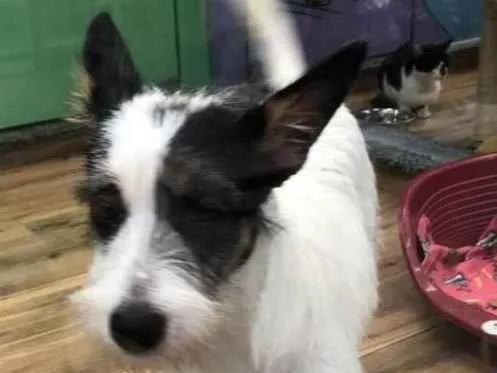 Cachorro raça SRD-ViraLata idade 7 a 11 meses nome Nala