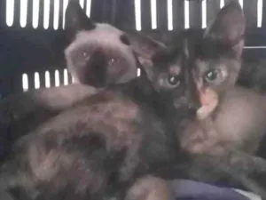 Gato raça SRD-ViraLata idade 2 a 6 meses nome Sansão e Hella