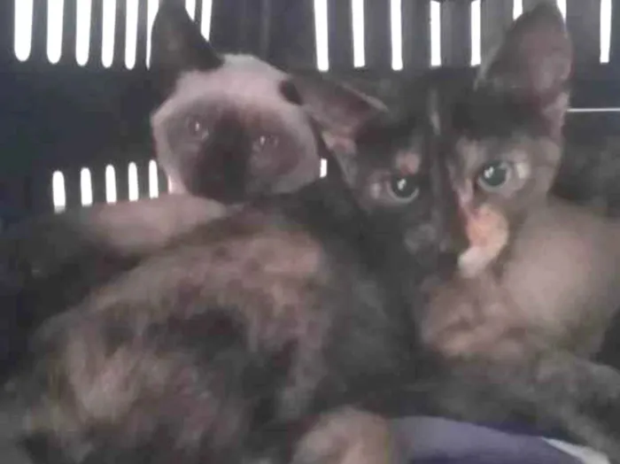 Gato raça SRD-ViraLata idade 2 a 6 meses nome Sansão e Hella