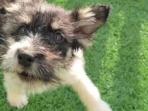 Cachorro raça Fox Terrier idade 7 a 11 meses nome Jonh
