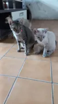 Mimi