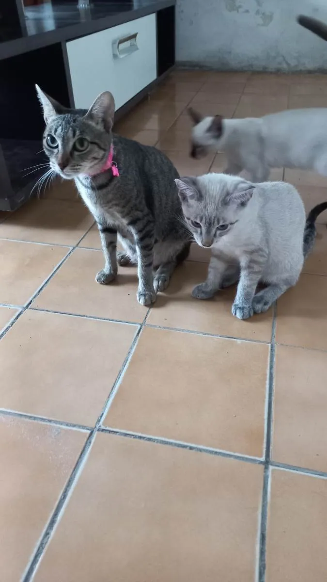 Gato ra a SRD-ViraLata idade 2 anos nome Mimi