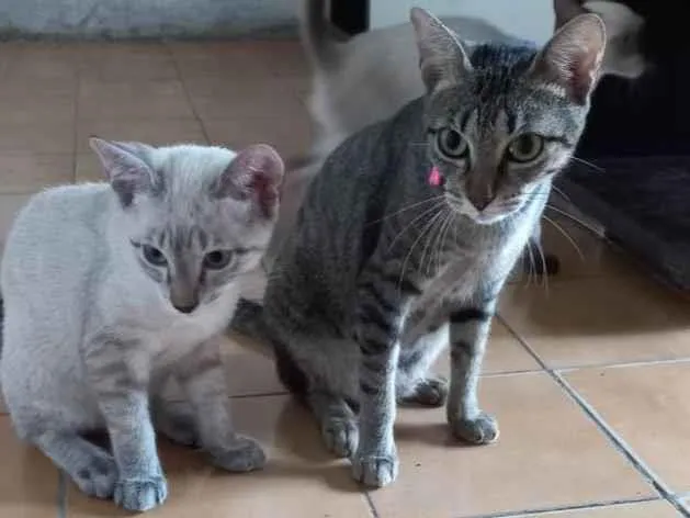 Gato ra a SRD-ViraLata idade 2 anos nome Mimi