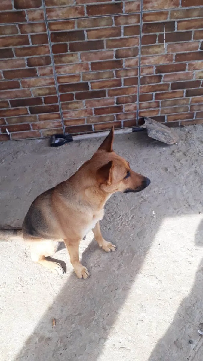 Cachorro ra a Pastor alemao idade 1 ano nome Nina
