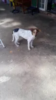 Pacoka