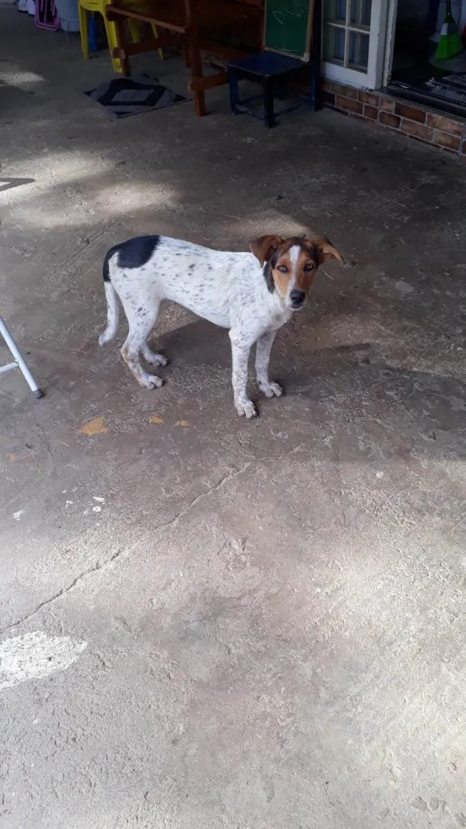 Cachorro ra a Pastor com vira lata  idade 2 a 6 meses nome Pacoka