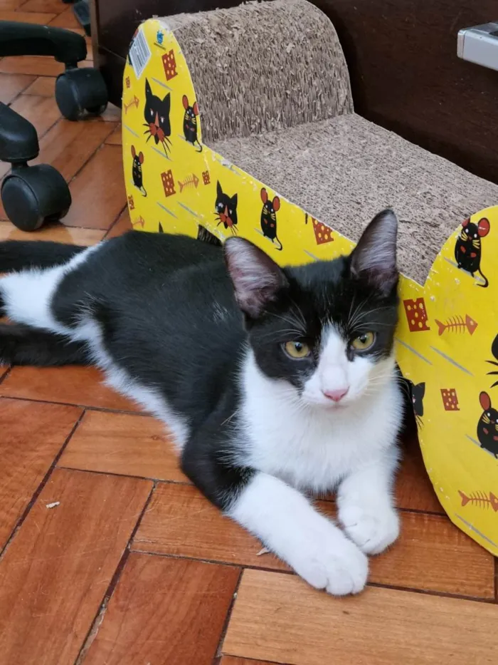 Gato ra a SRD-ViraLata idade 2 a 6 meses nome Frajola Xuxu 
