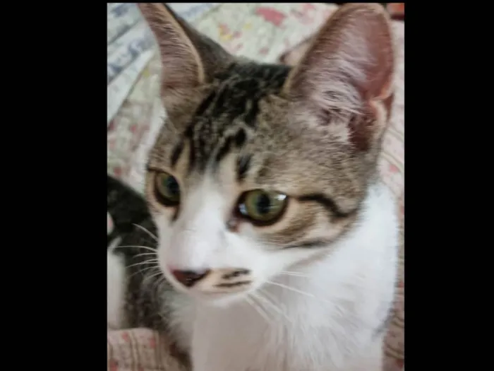 Gato ra a SRD-ViraLata idade 2 a 6 meses nome Vavá