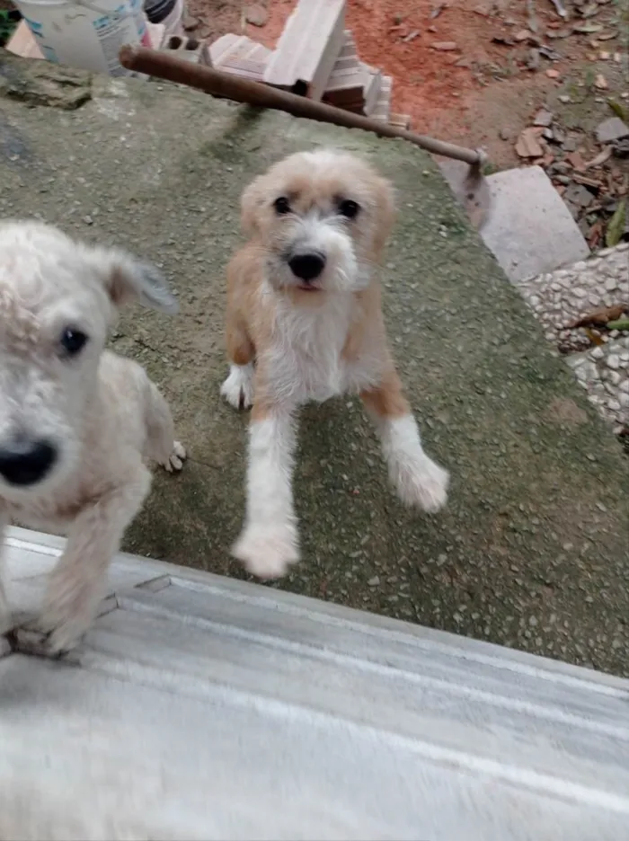 Cachorro ra a SRD-ViraLata idade 2 anos nome Meg 