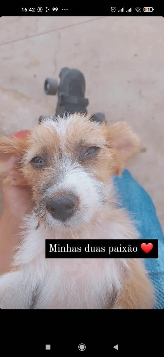 Cachorro ra a SRD-ViraLata idade 2 anos nome Meg 