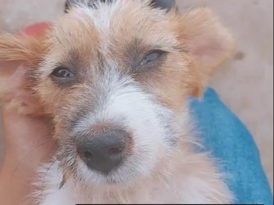 Cachorro ra a SRD-ViraLata idade 2 anos nome Meg 