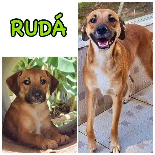 Cachorro ra a SRD idade 2 anos nome RUDÁ