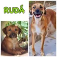 RUDÁ