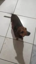 Linguiça