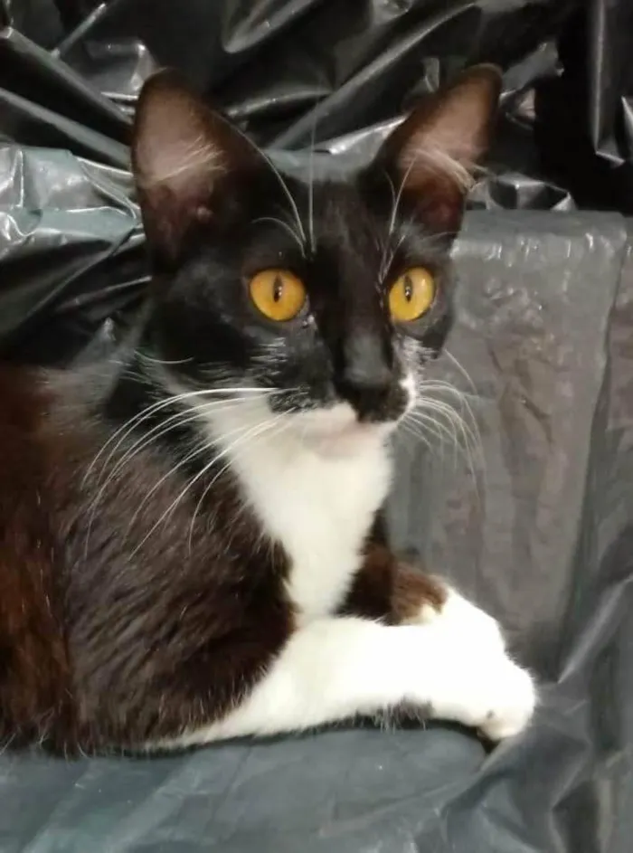 Gato raça SRD-ViraLata idade 7 a 11 meses nome Clara