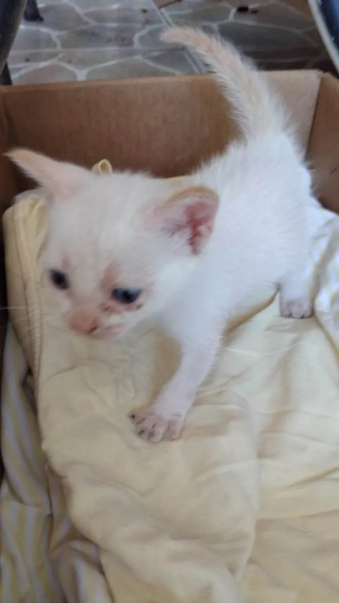 Gato raça SRD-ViraLata idade 2 a 6 meses nome OLAVINHO
