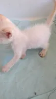 OLAVINHO