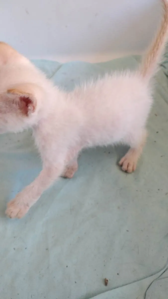 Gato raça SRD-ViraLata idade 2 a 6 meses nome OLAVINHO