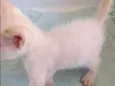 OLAVINHO