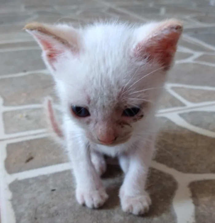 Gato raça SRD-ViraLata idade 2 a 6 meses nome OLAVINHO