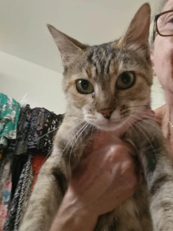 Gato ra a Felino SRD idade 1 ano nome Julieta