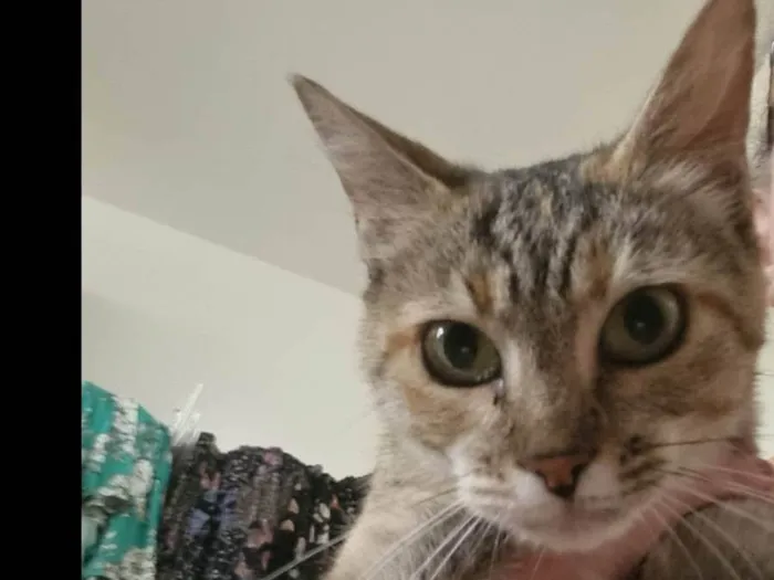 Gato ra a Felino SRD idade 1 ano nome Julieta