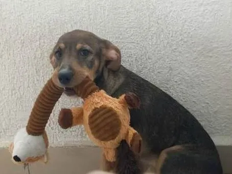 Cachorro ra a srd idade 2 a 6 meses nome Luna