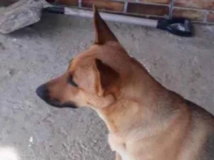 Cachorro raça Pastor alemao idade 1 ano nome Nina