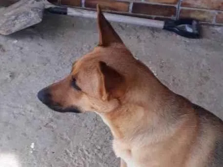 Cachorro ra a Pastor alemao idade 1 ano nome Nina
